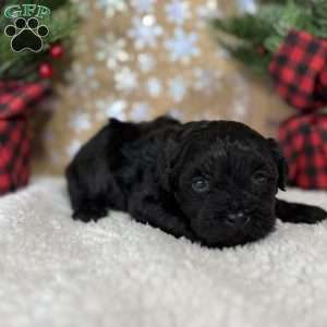 Licorice, Shih-Poo Puppy